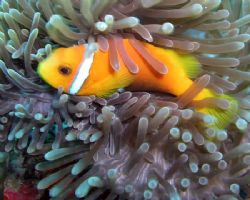 Anemone fish taken on South Ari Atoll August 06 with an O... by Anna Wright 